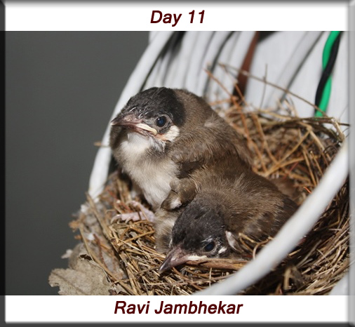 Red-whiskered bulbul - Day 11